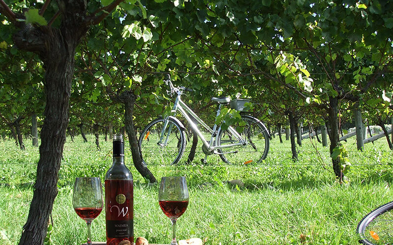 Gentle-Cycling-Co_bike-wine_800w